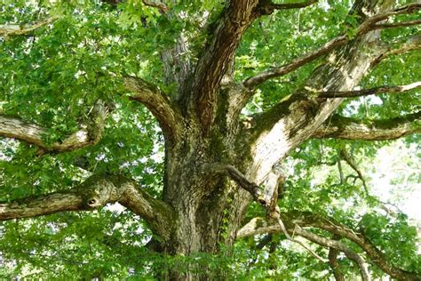 Charlottesville Area Tree Stewards Home Facebook
