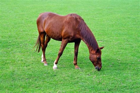 Pastando O Cavalo Marrom No Campo Verde Cavalo Marrom Pastando