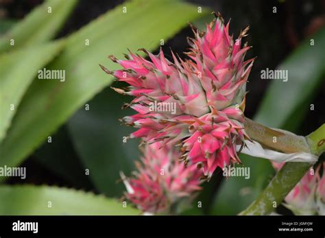 Bromeliad In The Garden Stock Photo Alamy