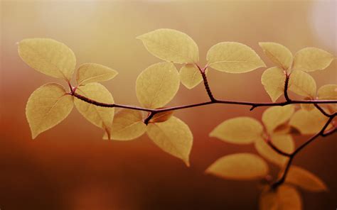 Wallpaper Sunlight Leaves Nature Branch Yellow Morning Blossom