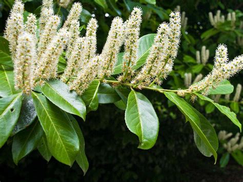 Laurowiśnia wschodnia Prunus laurocerasus Van Nes Pozostałe