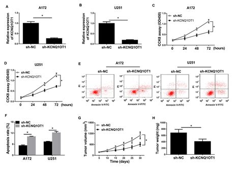 Knockdown Of Lncrna Kcnq1ot1 Inhibits Glioma Progression By Regulating