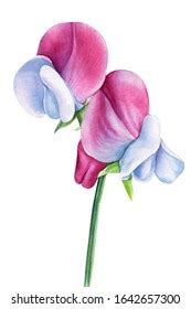 Watercolor Pink Flowers Blooming Sweet Peas Stock Illustration