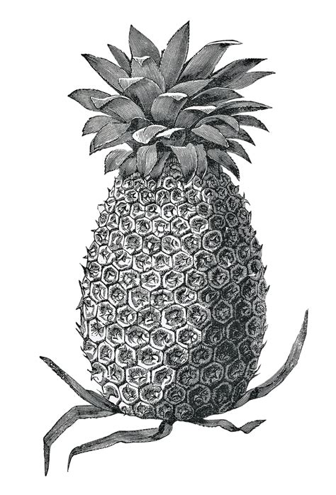 Download Pineapple, Fruit, Drawing. Royalty-Free Stock Illustration ...