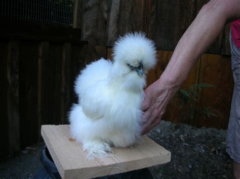 12 Silkie Hatching Eggs Show Quality Crested And Bearded With Muffs