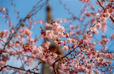 Когда цветет сакура: fotomanya — LiveJournal