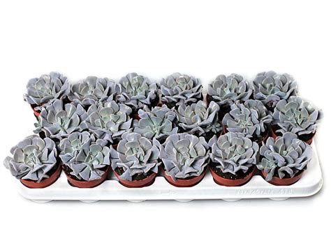Суккулентные растения, Петр Лапшин, каталог для заказа - succulents by ...