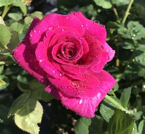 Rose Brindabella Purple Prince 004