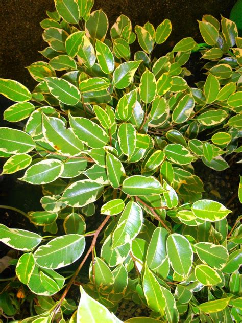 Ficus Benjamina Golden Princess Landsdale Plants