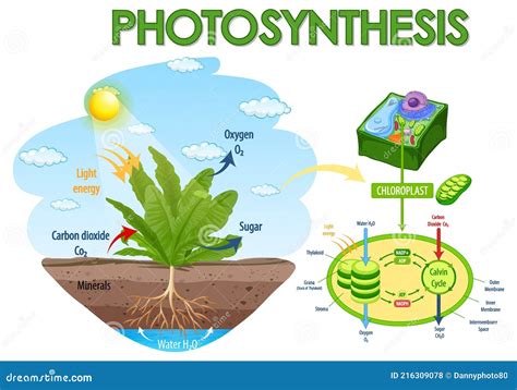 Ilustracion Diagrama Del Proceso De La Fotosintesis Diagrama De Images