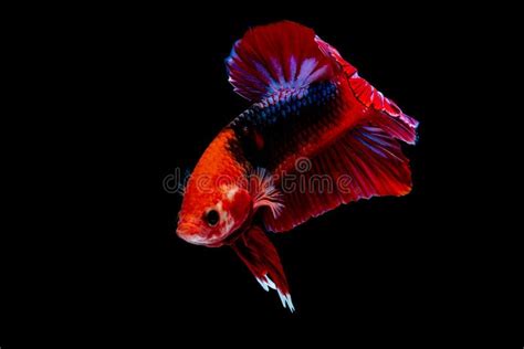 Betta Fish Fight in the Aquarium Stock Photo - Image of motion, fishes ...