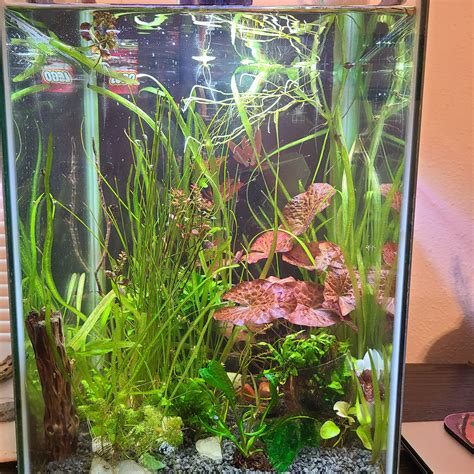 Best Shrimp Tank Images On Pholder Shrimptank Planted Tank And