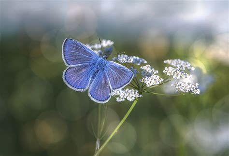 Papillon Fleur Pollinisation Photo Gratuite Sur Pixabay Pixabay