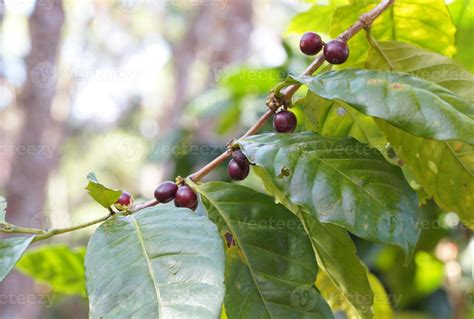 O Cafeeiro Um Arbusto Tropical Tem Folhas Ovais Verde Escuras