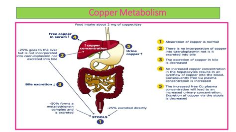 Copper Metabolism And Its Clinical Significance