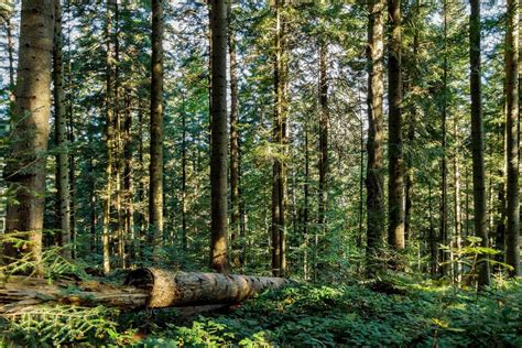 Forest Ecosystem Stock Photos, Images and Backgrounds for Free Download