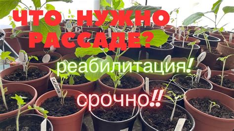 Закаливание томатов.Подготовка к высадке в грунт. - YouTube