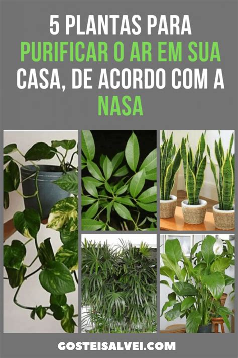 5 Plantas Para Purificar O Ar Em Sua Casa De Acordo A NASA