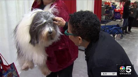 Great American Dog Show Underway This Weekend In Schaumburg Nbc Chicago