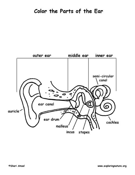 Hearing And The Structure Of The Ear