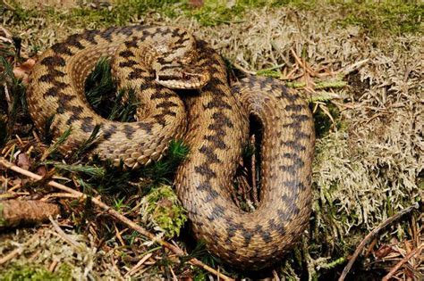 The Surprisingly Common Adder: Fact & Folklore of Britain's Only Venomous Snake - Urban Ghosts Media