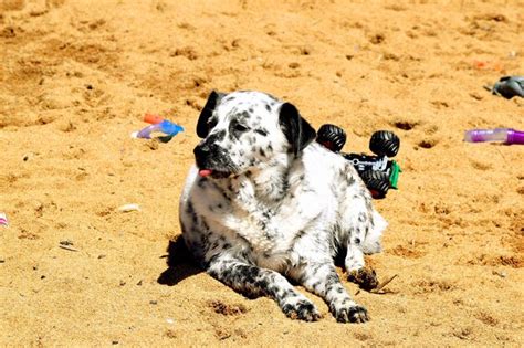 Premium Photo Dog Relaxing On Sandy Beach