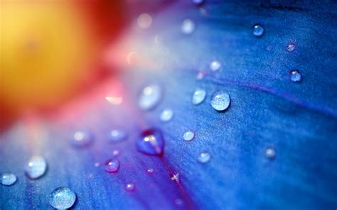 Ultra HD Flower Water Droplets HQ Picture Flower Wallpaper Droplets