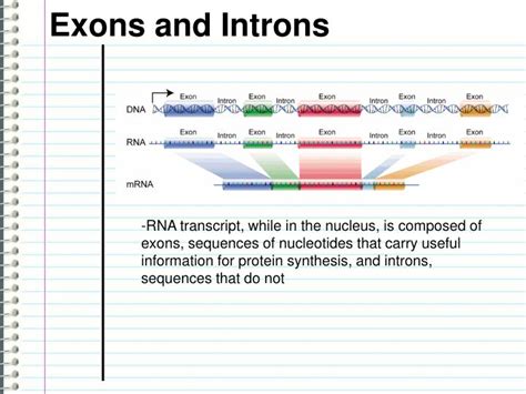 PPT - Exons and Introns PowerPoint Presentation, free download - ID:3575902