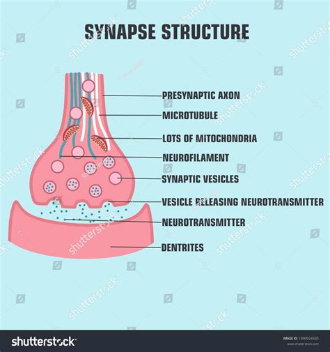 Vector Scientific Icon Structure Synapse Description Of The Anatomy Of