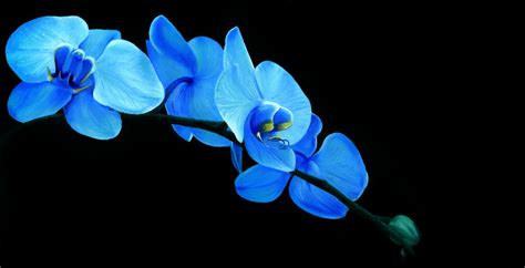 Blue Orchid Wallpaper - WallpaperSafari