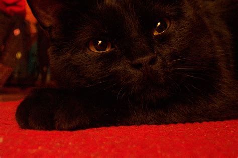 Sleepy Black Cat Free Photo Download Freeimages