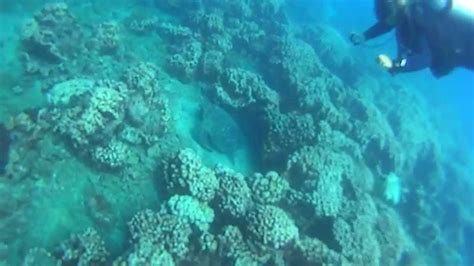 Diving Isla de la plata - Drake Coral - YouTube