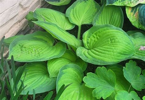 Best Sun Tolerant Hosta Varieties And Expert Growing Tips