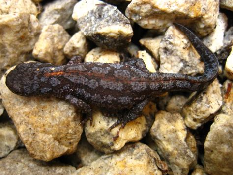 Triton Alpestre Ichthyosaura Alpestris Observationsbe