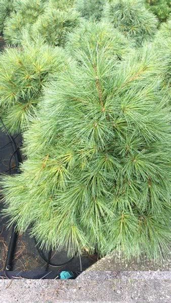 Pinus Strobus Blue Shag Eastern White Pine Blue Shag Dwarf