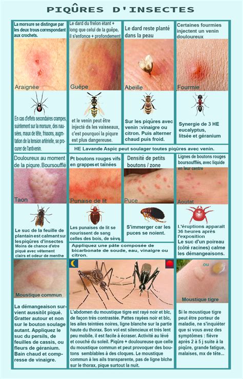 Soulager les piqûres d insectes ou démangeaisons Bien être santé