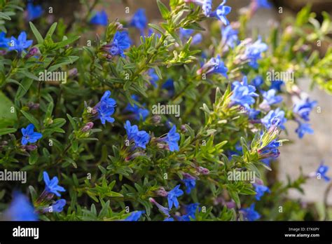 Lithodora diffusa heavenly blue Stock Photo - Alamy