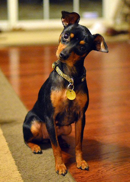 Pretty Little Willow Mini Doberman Miniature Doberman Doberman Puppy