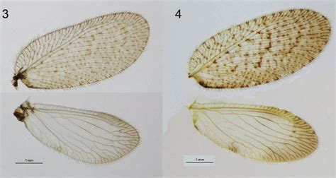 Wings Of M Tineoides Pre Evo Serbia With Typical Light Pattern Of