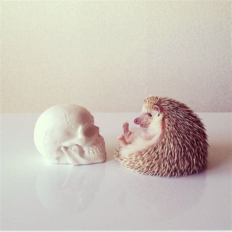 Darcy the Flying Hedgehog
