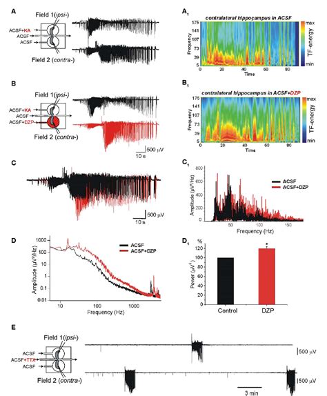 Figure 1 From Cellular Neuroscience Original Research Article