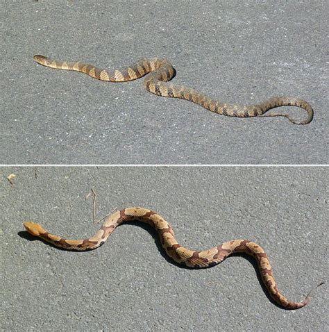 Copperhead Vs Northern Water Snake Nature Watch