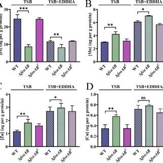 Sequence Analysis Of FeoA And FeoB In R Anatipestifer ATCC 11845