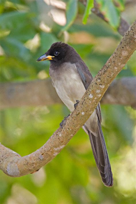 Brown Jay (Cyanocorax morio)