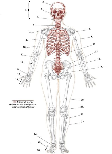 skeletal system anterior view diagram quizlet