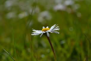 Free Images Nature Blossom Field Meadow Prairie Sunlight Flower