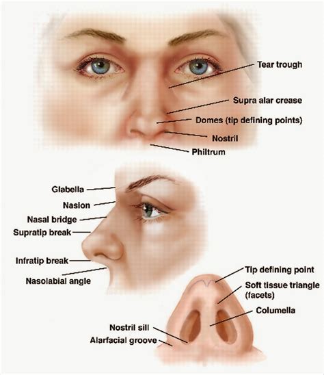 Anatomi dan Fisiologi Hidung dan Sinus Paranasalis | Artikel Kesehatan