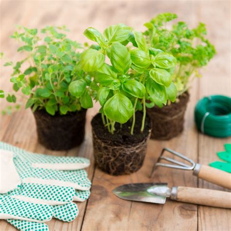 Everything You Ever Wanted To Know About Growing Basil Our Little