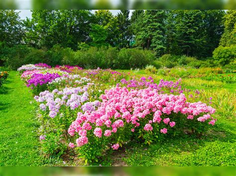 Chandigarh Rose Garden Festival Fasci Garden