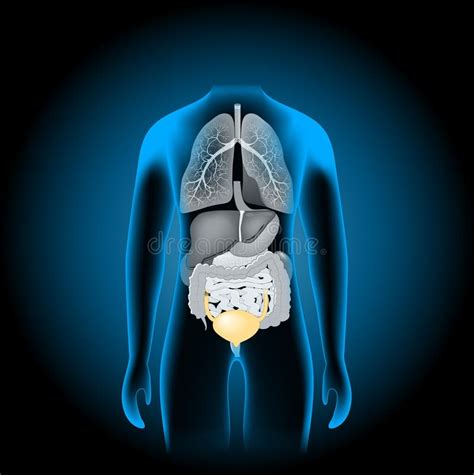 Menselijke Inwendige Organen Blauwe Realistische Romp Vector